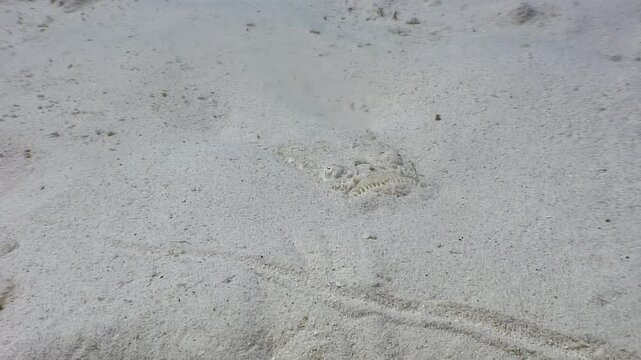 An elusive flatfish lies nearly invisible against the sandy bottom of the Red Sea. Watch closely to spot this master of disguise in its natural habitat during the daytime.