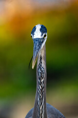 close up of a great blue heron