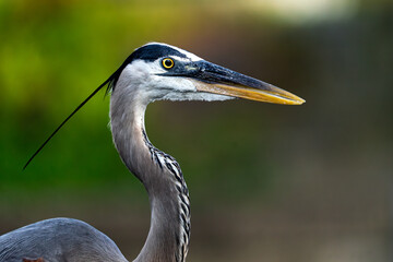 great blue heron