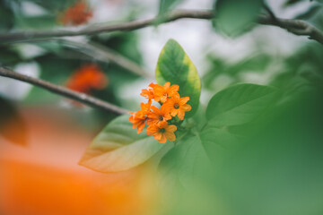 Geiger Tree, Cordia sebestenad