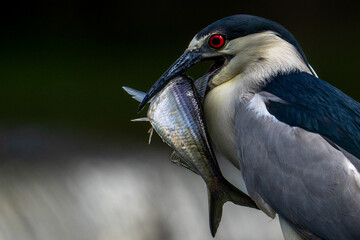 black crowned night heron