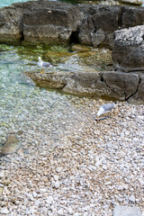 Seagull Eating Fish While Another Observes from Rock on Adriatic Shore