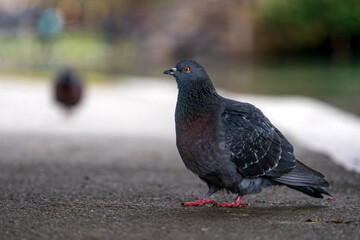 pigeon in the park