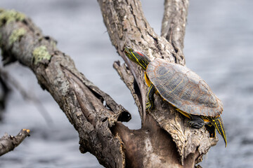 red eared slider turtle