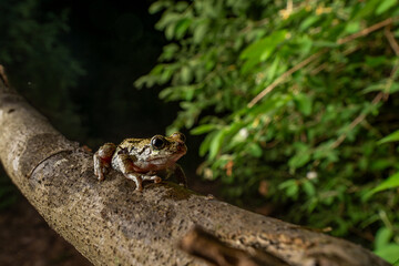 frog on a branch