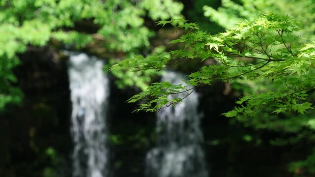 Green Maple Leaves Swaying in the Wind with Defocused Scenic Waterfall in the Background (ZOOM OUT): Kaneyama Falls of Katsura River in Fujiyoshida City, Yamanashi, Japan