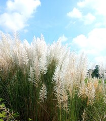 Blooming Kans Grass (Saccharum spontaneum) Under a Bright Blue Sky – Symbol of Bengali Autumn Season
