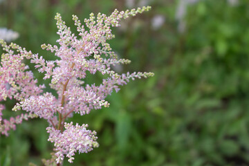 Astilbe japonica. Pink astilbe in garden.