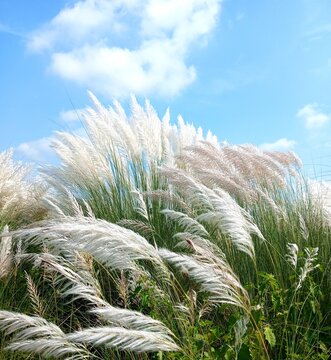 Blooming Kans Grass (Saccharum spontaneum) Under a Bright Blue Sky &ndash; Symbol of Bengali Autumn Season