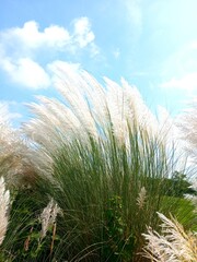 Blooming Kans Grass (Saccharum spontaneum) Under a Bright Blue Sky – Symbol of Bengali Autumn Season
