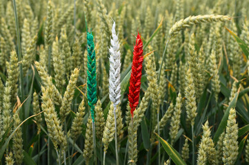 Wheat ears in the colors of the Italian national flag, grain cultivation in Italy