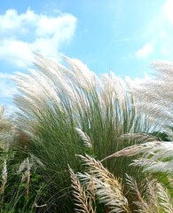 Blooming Kans Grass (Saccharum spontaneum) Under a Bright Blue Sky – Symbol of Bengali Autumn Season