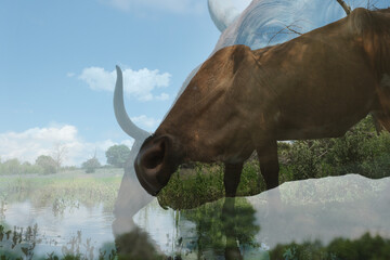 Double exposure art of Texas longhorn cow in summer farm field at pond water.