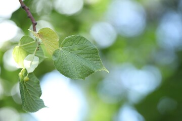 Linden tree branch with green leaves outdoors, closeup. Space for text