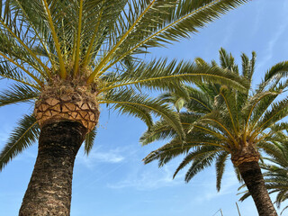Close-up dense leaves tropical palm tree against a bright blue sky. Summer background, deciduous...