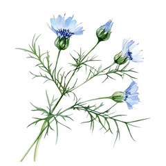 A Nigella Stem, watercolor illustration vector, isolated on a white background.