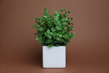 Green plant in white pot on brown background