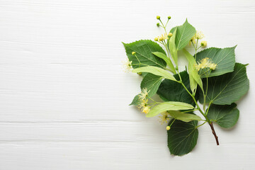 Beautiful linden flowers and leaves on white wooden table, top view. Space for text