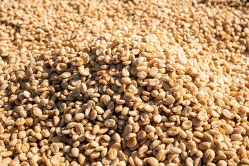 Close-up of coffee beans drying in preparation for processing.