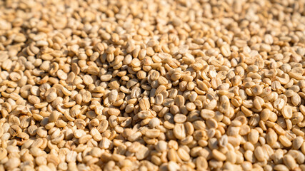 Close-up of coffee beans drying in preparation for processing.