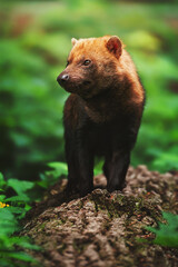 Bush Dog (Speothos venaticus) detail portrait  look around