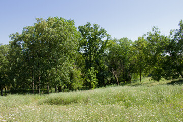 Fototapeta premium A group of trees in a field