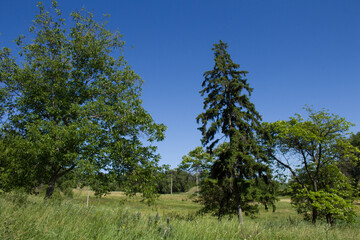 A group of trees in a grassy field