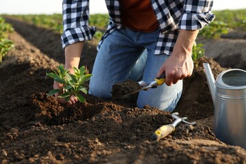 Man planting seedling in soil outdoors, closeup