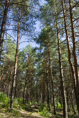 A forest of trees