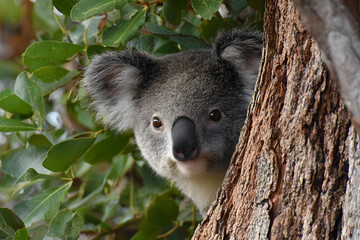 Obraz premium koala in a tree