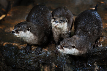 Otter (Lutra Lutra) and her cuteness and her funny face