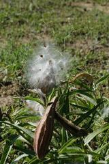 Antelope horns milkweed seeds in vertical view.