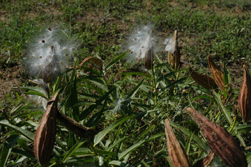 Seed ponds on Texas antelope horns milkweed plant closeup.