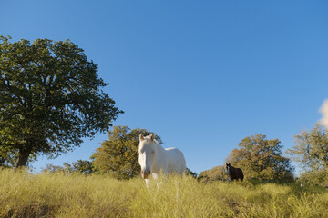 Horses walking through Texas farm field during fall season on sunny day.