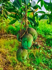 This picture shows a quinine tree and quinine fruit