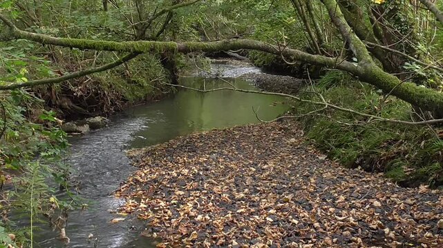 Woodland Stream - The River Clyne, a Small Stream in the Clyne Valley, Swansea, South Wales, U.K.