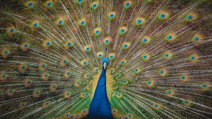peacock with feathers