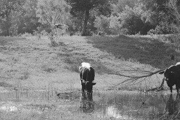 Cow drinking from pond water in farm field, black and white rural farm scene.