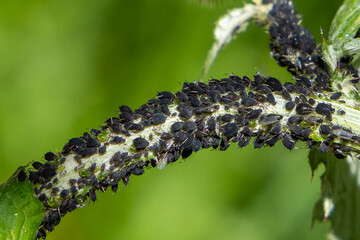 A group of aphid insects on the stem of a plant