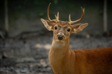 white tailed deer © Jocaos
