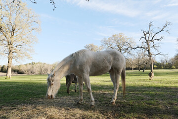 Dirty young white horse in spring field on Texas farm closeup.