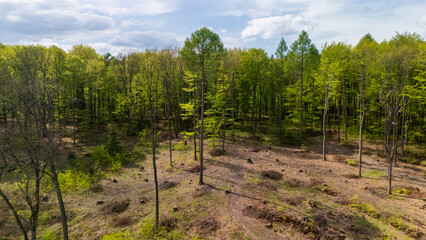 Aerial view of a lush green forest with a cleared area showcasing the contrast between dense foliage and open earth, captured under a bright blue sky.
