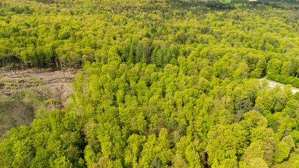 Aerial view of a lush green forest showcasing dense foliage and a vibrant landscape. Ideal for nature-related projects, environmental themes, and outdoor activities.