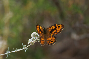 Mariposa Lasiommata megera sobre arbusto de poleo de monte (Teucrium polim) con las alas abiertas y espacio negativo, Alcoy, España