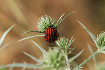 Chinche rayada Graphosoma lineatum en planta de panical Eryngium campestrum con espacio negativo y...