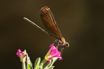 Caballito del Diablo de alas negras Calopteryx haemorrhoidalis posado en flor de Adelfilla pelosa...