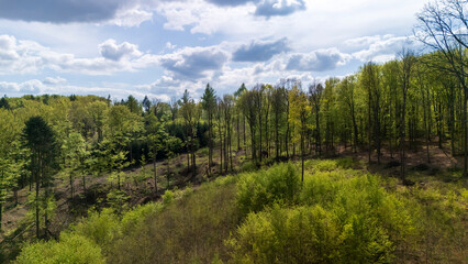 Aerial view of a lush green forest at midday, showcasing a mix of deciduous trees and undergrowth. The scenery emphasizes nature's beauty and tranquility, ideal for environmental themes.