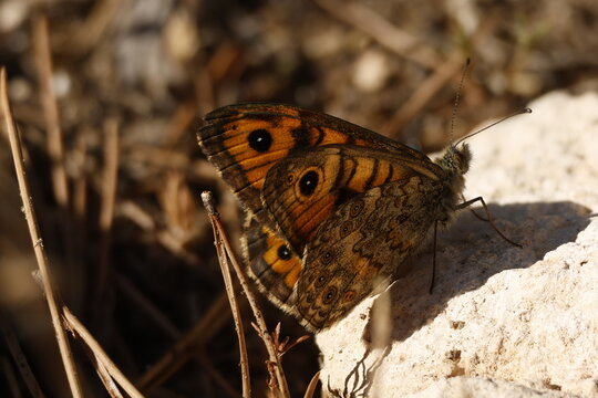 Mariposa Lasiommata megera con apilado de enfoque posada en una roca, Alcoy, Espa&ntilde;a
