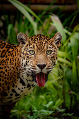 close up of a jaguar