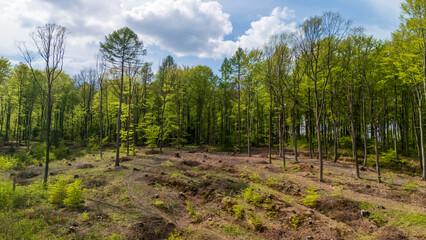 Lush green forest scene capturing tall trees under a bright blue sky with fluffy clouds. The ground shows signs of recent forestry management, suggesting sustainable practices.